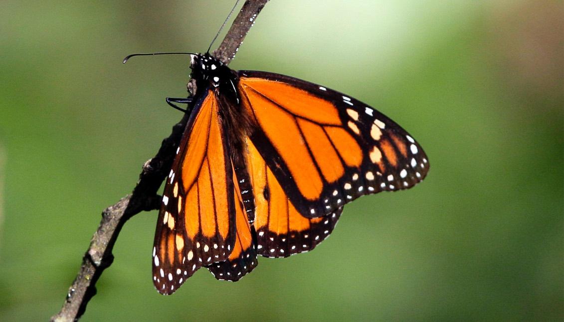 Mexico's monarch butterfly population makes a comeback. What happened?